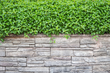 Pattern of natural stone wall and green ivy. Garden decorative