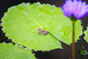 A little frog on green lotus leaf