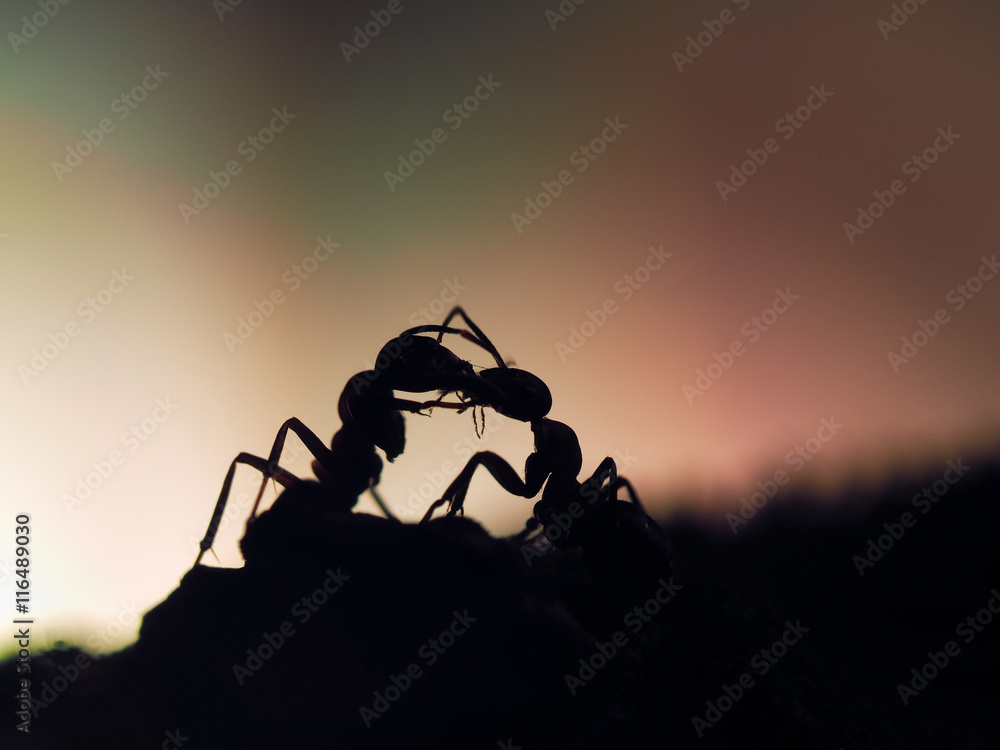 Wall mural ants silhouettes at sunset. kiss insects. orange and black. macro.