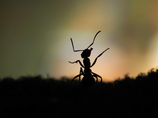 Silhouette of ant at sunset. Orange and black. Macro.