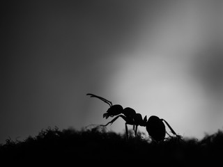 Silhouette of ant at sunset. Black and white colors. Macro.