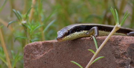 Macro of chameleon or lizard in garden. Beautiful and elegant Reptile.