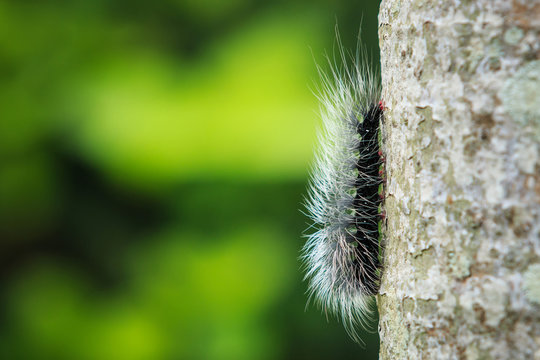 Macro furry caterpillar on tree and blur background