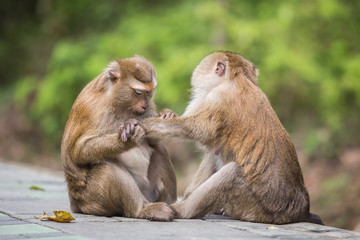 A brown monkey checking for fleas and ticks in the female