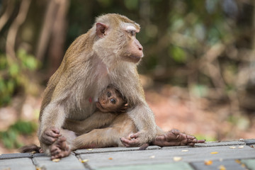 Mother monkey with her cute baby in nature of Thailand