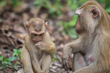Brown monkey sitting in the park of Thailand