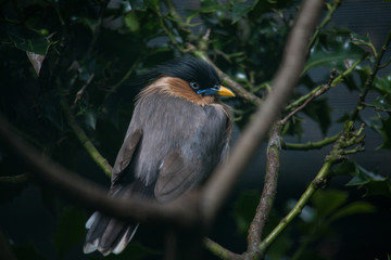Pagodenstar