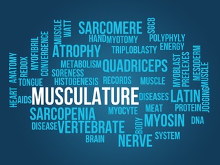 Fototapeta premium musculature