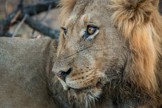 Side profile of a male Lion.