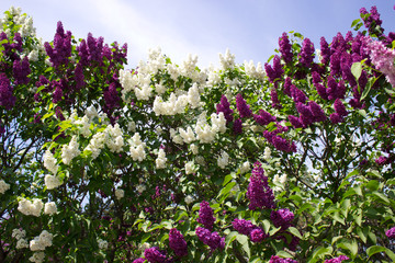 Obraz premium Blooms Lilac