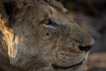 Side profile of a Lion in the Kruger National Park.