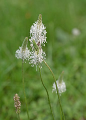 Spitzwegerich, Plantago lanceolata, Blüten