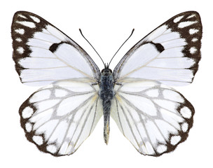 Butterfly Anaphaeis aurota (male) on a white background