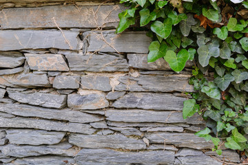 Obraz premium gray stone wall with creeping ivy on it