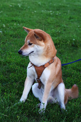 shiba-inu puppy portrait on grass