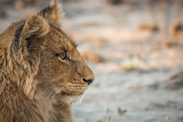 Side profile of a Lion cub in the Kruger National Park.