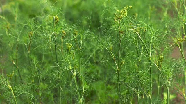 UltraHD video - Green dill on a bed in the garden