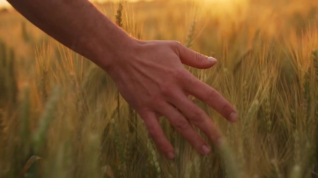Close up of man's hands touching spikelets in field. Slow motion.