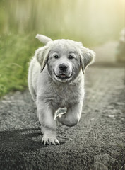 Panoramic view of Lavender field. Summer sunset landscape with tree