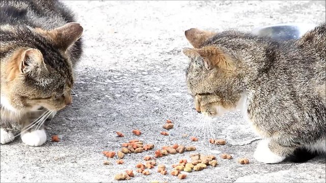 cats eating dry food 
