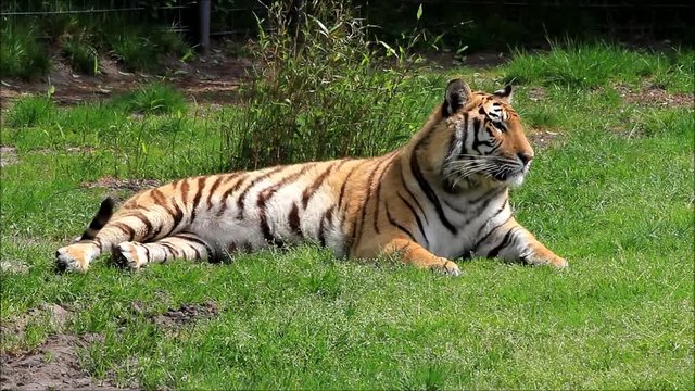 royal bengal tiger lying on meadow
