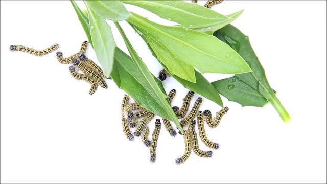 caterpillar macro, Phalera bucephala, Raupe Mondvogel

