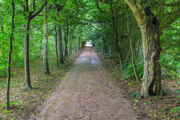 Long dark tree avenue in an old English landscape park