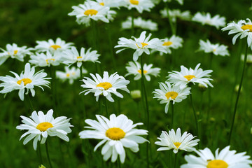Fototapeta premium White chamomile meadow