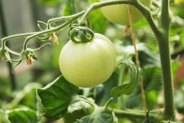 Green tomatoes close- up