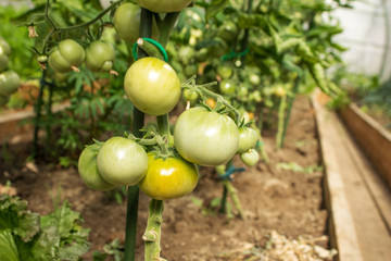 Green tomatoes growing on in the greenhouse