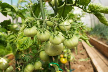 Green tomatoes on the bush, close- up