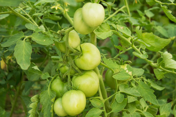 Green tomatoes on the bush, close- up