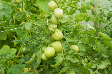 Green tomatoes on the bush