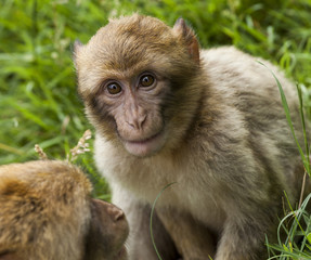 Fototapeta premium Barbary Macaques, Monkey. Native to the mountains of Morocco and Algiers. Single monkys, groups, young and babies. playing, climbing, feeding and grooming.