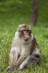 Barbary Macaques, Monkey. Native to the mountains of Morocco and Algiers. Single monkys, groups, young and babies. playing, climbing, feeding and grooming.