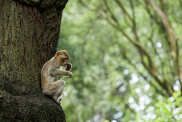 Barbary Macaques, Monkey. Native to the mountains of Morocco and Algiers. Single monkys, groups, young and babies. playing, climbing, feeding and grooming.