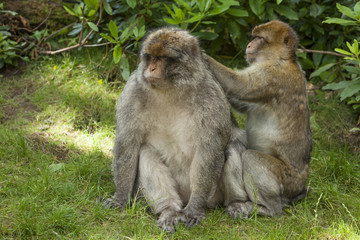 Naklejka na ściany i meble Barbary Macaques, Monkey. Native to the mountains of Morocco and Algiers. Single monkys, groups, young and babies. playing, climbing, feeding and grooming.