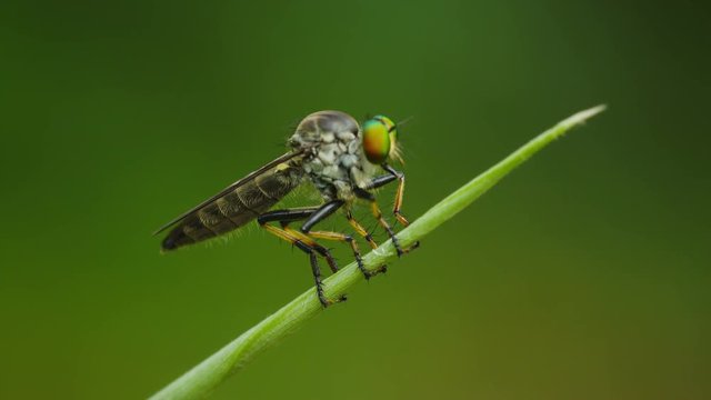 Video UltraHD - Asilidae (robber fly) sits on a blade of grass close up. Thailand