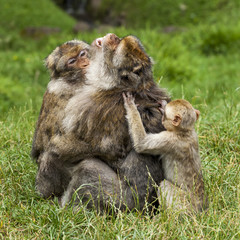 Barbary Macaques. Monkeys native to the mountains of Morocco and Algeria. Single animals, groups, young, babies, climbing, groomimg, feeding and playing.