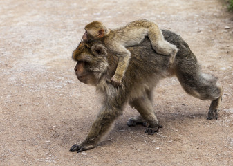 Barbary Macaques. Monkeys native to the mountains of Morocco and Algeria. Single animals, groups, young, babies, climbing, groomimg, feeding and playing.