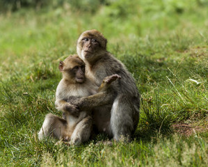 Naklejka premium Barbary Macaques. Monkeys native to the mountains of Morocco and Algeria. Single animals, groups, young, babies, climbing, groomimg, feeding and playing.