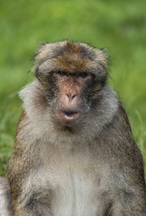 Barbary Macaques. Monkeys native to the mountains of Morocco and Algeria. Single animals, groups, young, babies, climbing, groomimg, feeding and playing.