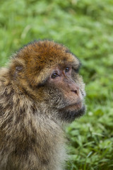 Barbary Macaques. Monkeys native to the mountains of Morocco and Algeria. Single animals, groups, young, babies, climbing, groomimg, feeding and playing.