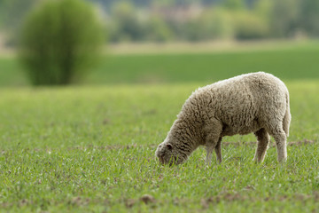 Fototapeta premium sheep