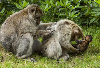 Barbary Macaques. From the mountains of Morocco and Algeria. Single monkeys, family, groups with young.