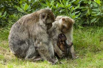 Barbary Macaques. From the mountains of Morocco and Algeria. Single monkeys, family, groups with young.
