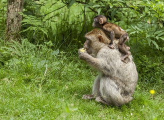 Barbary Macaques. From the mountains of Morocco and Algeria. Single monkeys, family, groups with young.
