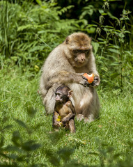 Barbary Macaques. From the mountains of Morocco and Algeria. Single monkeys, family, groups with young.