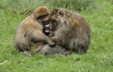 Barbary Macaques. From the mountains of Morocco and Algeria. Single monkeys, family, groups with young.
