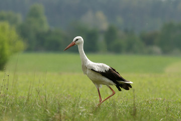 stork